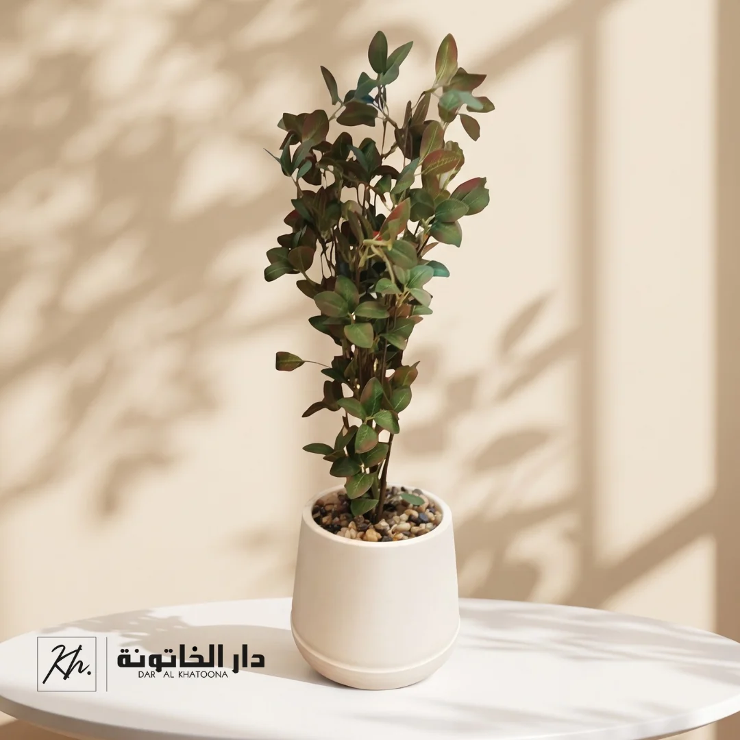 نبات مودرن 1